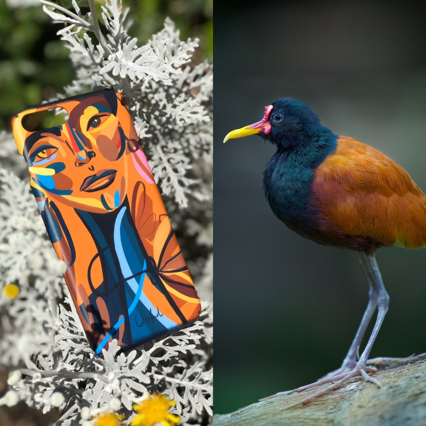 iPhone Case Jacana